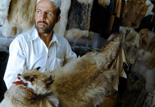 An Afghan shopkeeper poses with a fox skin at his shop in Chicken Street in Kabul on August 22, 2007. The US military in Afghanistan hunting down Taliban rebels have recently gone under training to avoid hunt the war-torn country's species - snow leopards and Marco Polo sheep. Living in Afghanistan's northern high-lands the leopards are one of the world's most endangered animals. The big cats are threatened by illegal killing and trade in their pelts is burgeoning since the 2001 US invasion of Afghanistan.      AFP PHOTO/MASSOUD Hossaini (Photo credit should read MASSOUD HOSSAINI/AFP via Getty Images)